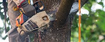 Best Tree Removal  in Riverdale, NJ